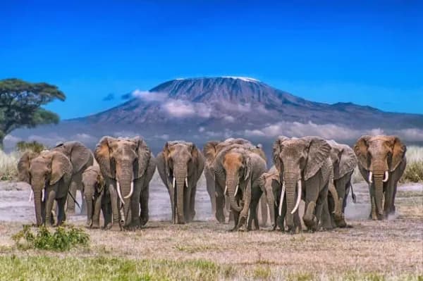 Amboseli