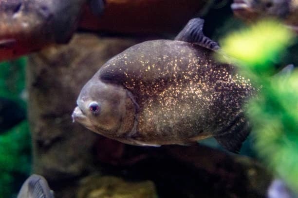 Shark Reef Aquarium At Mandalay Bay 4