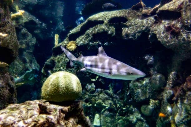 Shark Reef Aquarium At Mandalay Bay 2
