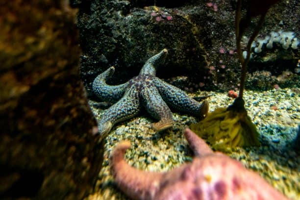 Shark Reef Aquarium At Mandalay Bay thumb 1