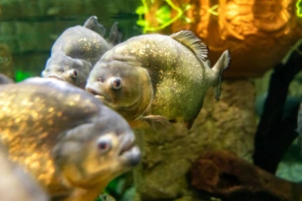 Shark Reef Aquarium At Mandalay Bay thumb 3