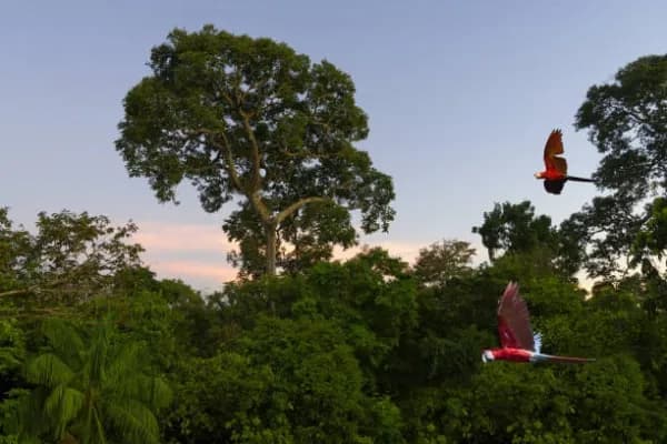 Alta Floresta