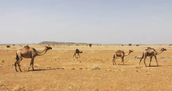 Atbara