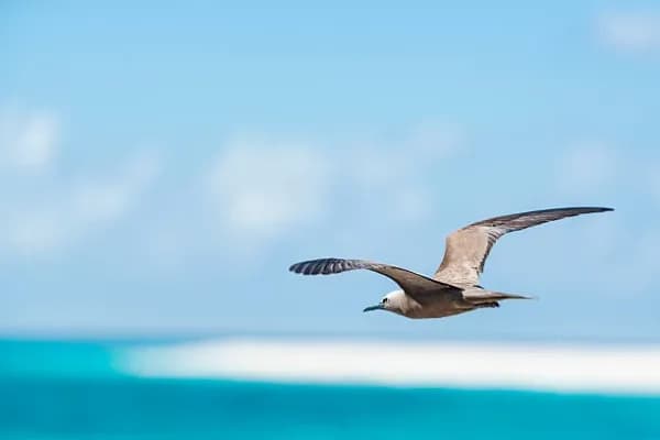 Bird Island