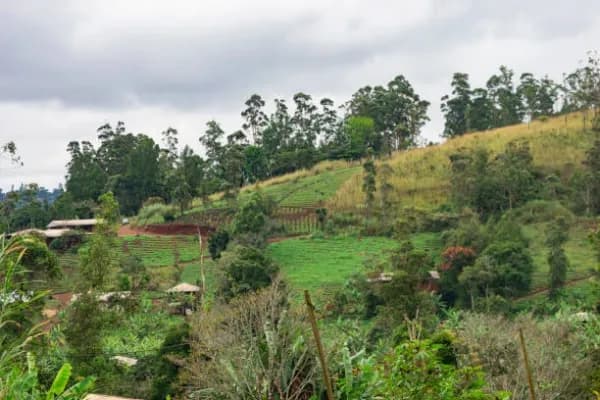 Bafoussam