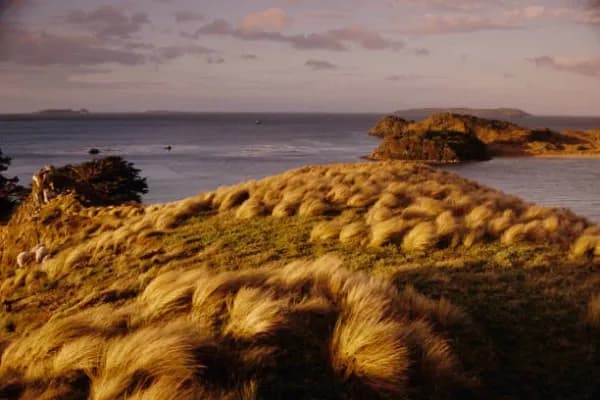 Chatham Island