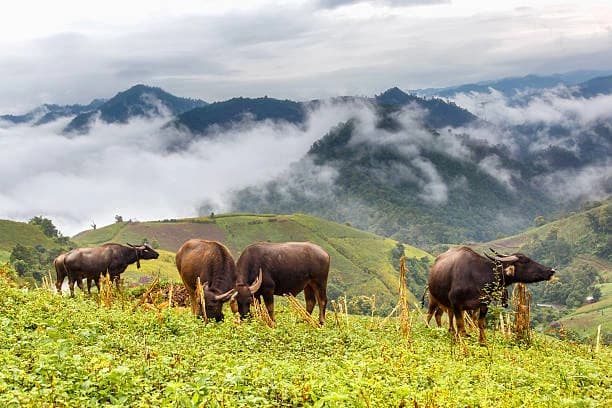 Night Safari, Chiang Mai 2