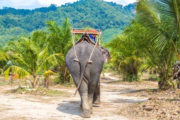 Night Safari, Chiang Mai 1