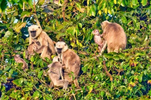 Bardiya