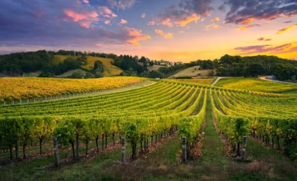 Barossa Valley