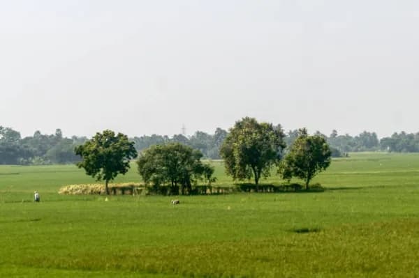 Barwala