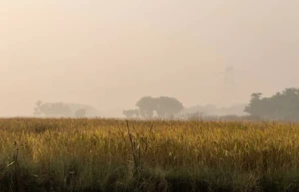 Barahiya