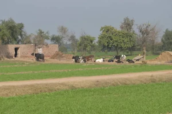 Barnala