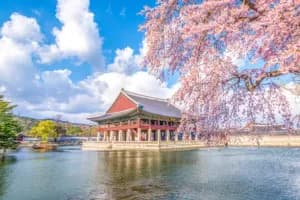 Cherry Blossoms & Culture: 9N Korea & Japan City Charm