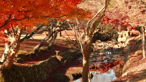 Nara Park: Meet friendly deer and enjoy nature at beautiful