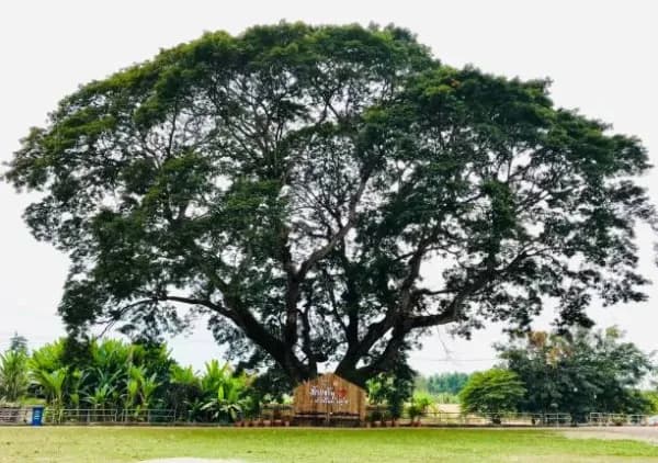 Bauang