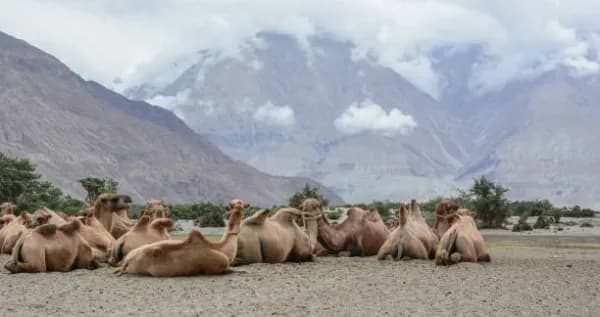 Nubra - Dumra