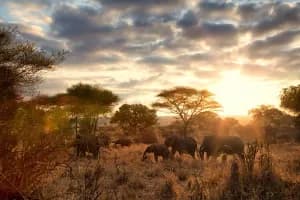 11 Days Tanzania Wildlife Cultural Safari
