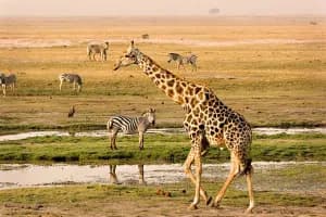 Botswana Adventure Tour: Okavango, Kalahari & Chobe