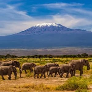 Romantic 7‑Day Kenya Safari Honeymoon Package