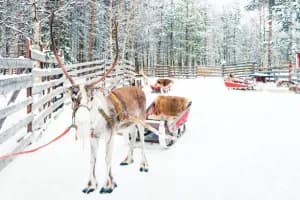 Rovaniemi Finland Tour: Santa Claus & Northern Lights