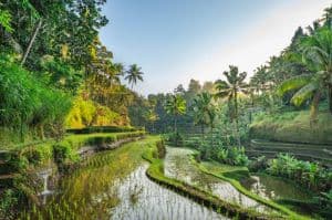 Bali Bliss: 7-Day Paradise Tour with HECT India
