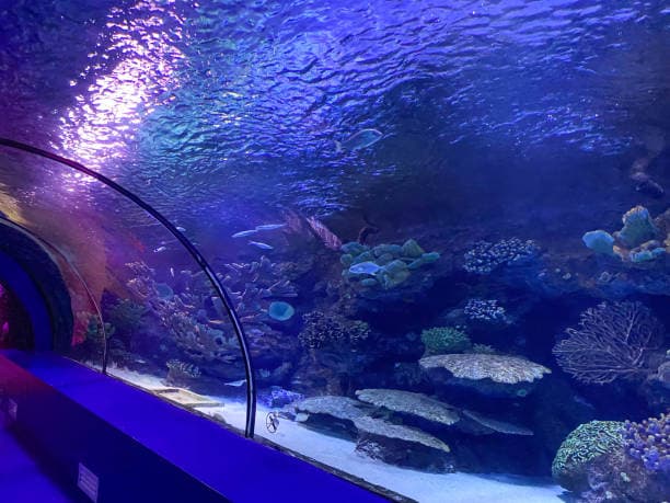 The Dubai Aquarium & Underwater Zoo, Dubai