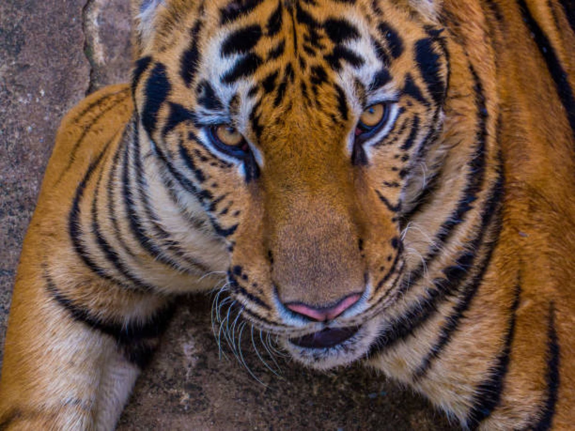 The Sri Racha Tiger Zoo Pattaya
