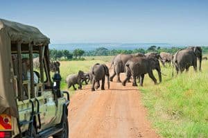 Explore the Untamed Beauty of Kenya: A Safari Adventure for 6 nights and 7 days with HECT India
