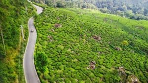 Southern Splendor: Munnar, Alleppey, Kovalam & Kanniyakumari