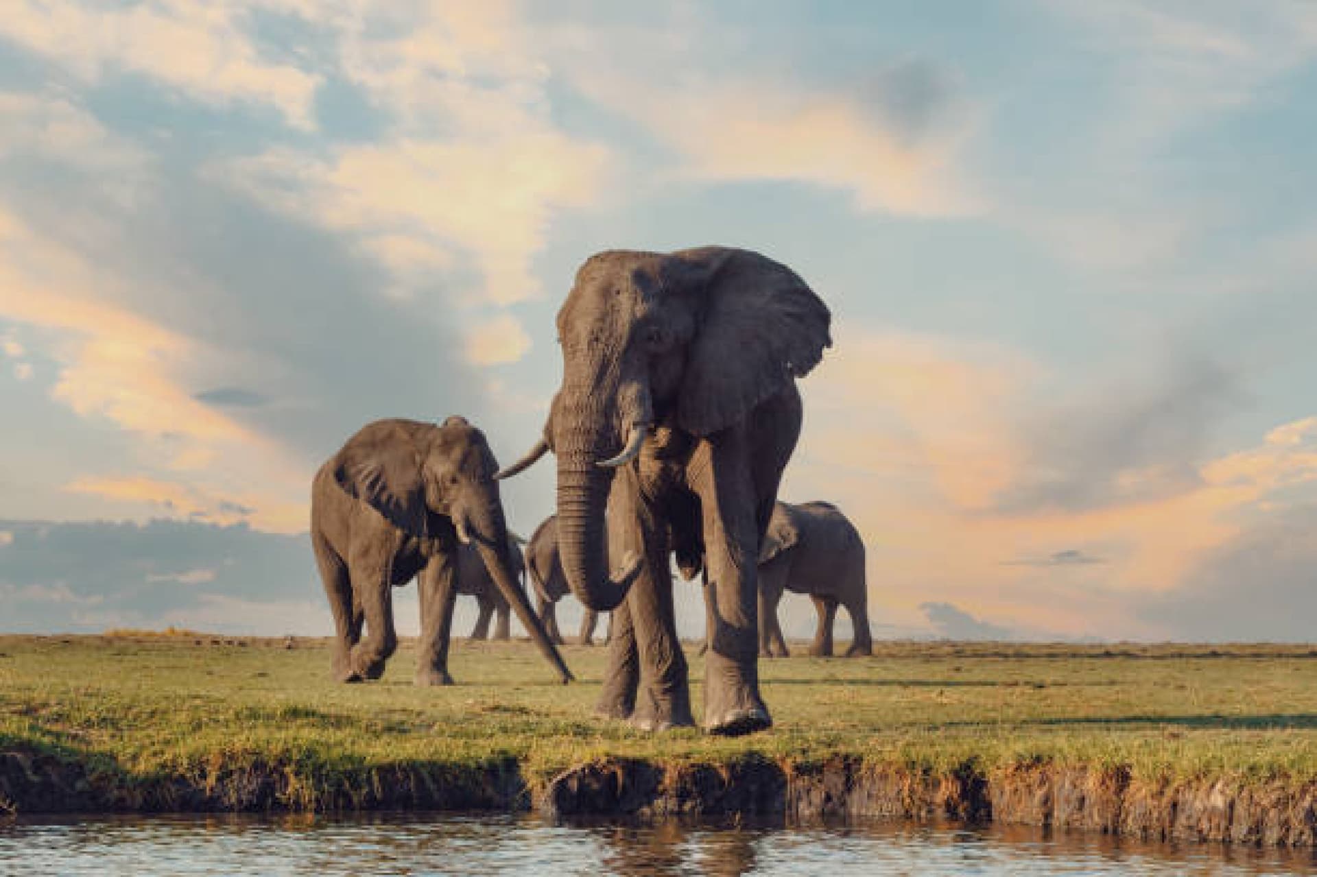 Discover the Untamed Beauty of Botswana: A Journey Through Africa’s Wildlife Wonderland
