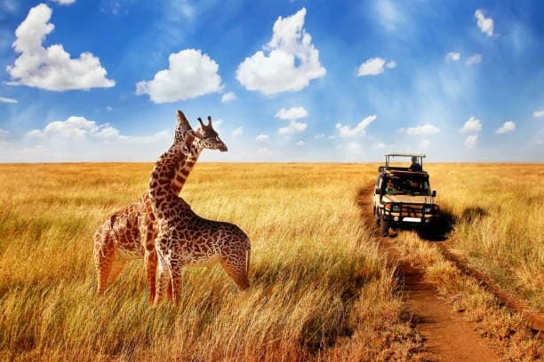 The Ultimate Guide to African Safaris from India