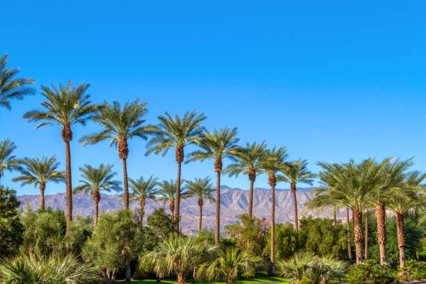 Coachella 2026 – Your Ultimate Festival Travel Guide