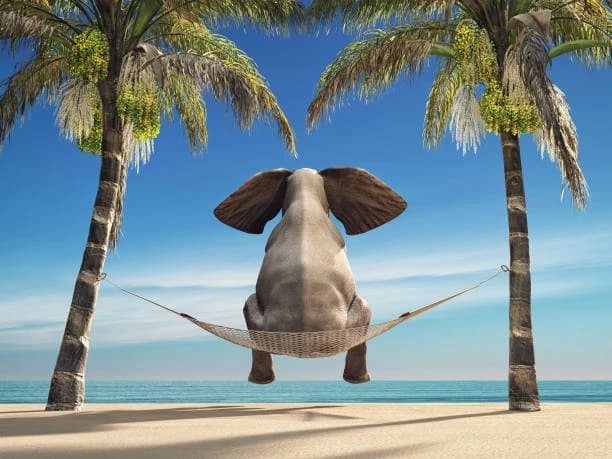 Elephant Beach 4