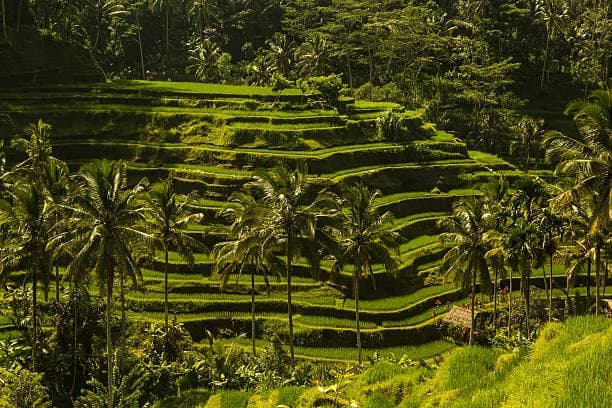 Ceking Rice Terrace 2