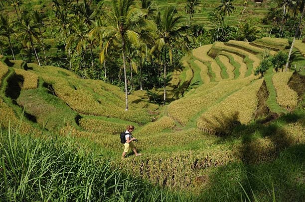 Ceking Rice Terrace thumb 1