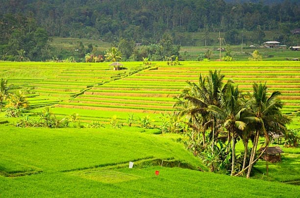 Ceking Rice Terrace thumb 6
