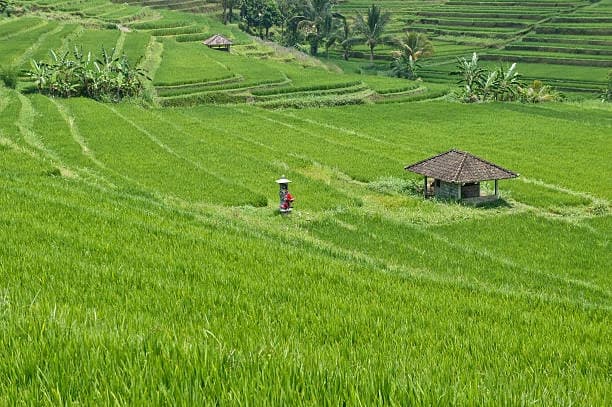 Ceking Rice Terrace thumb 5