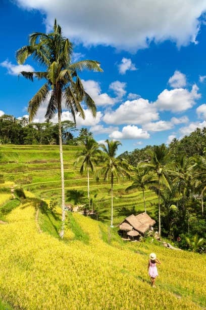 Ceking Rice Terrace 4