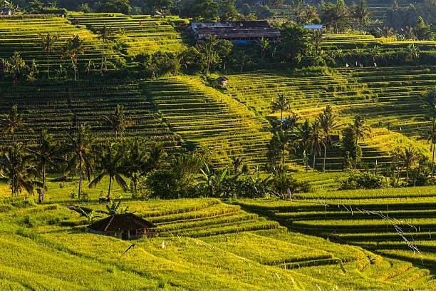 Ceking Rice Terrace 3