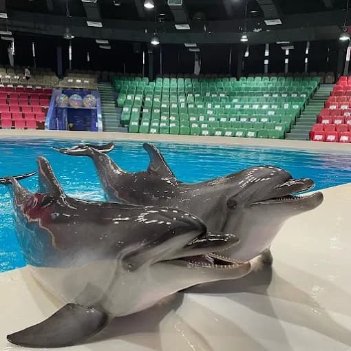 Dubai Dolphinarium 2