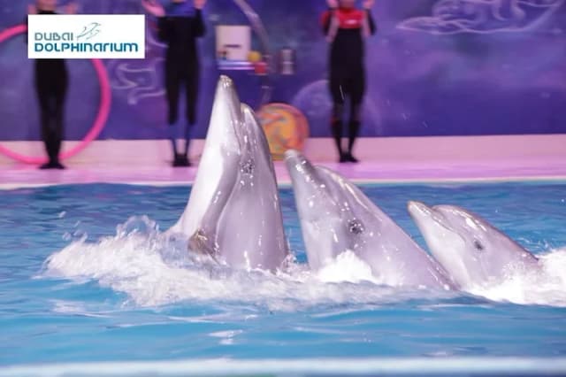 Dubai Dolphinarium thumb 6