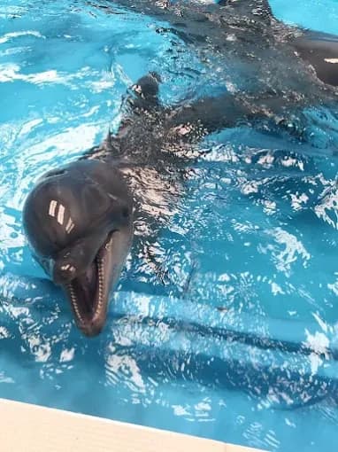 Dubai Dolphinarium 4
