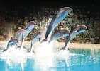 Dubai Dolphinarium thumb 7