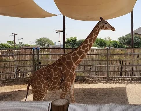 Dubai Safari Park thumb 3