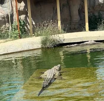 Dubai Safari Park 5