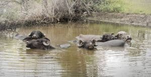 Mara River Crossing: 8-Day Migration Safari