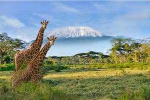 Great Migration Safari: 9 Days in Ndutu