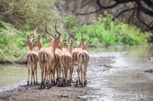 Tanzania Safari: 5-Day Group Adventure