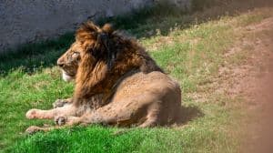 Tanzania Safari: 7-Day Private Adventure